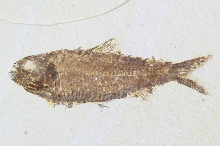 Knightia Fossil Fish - Wyoming #75869